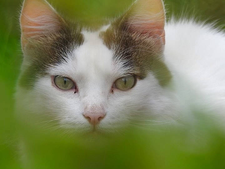 Olaf a rejoint le concours — aidez-le/la à gagner de superbes lots ! carnivore, cat, close_up, collar, domestic_short_haired_cat, felidae, fur, grass, small_to_medium_sized_cats, snout, tail, terrestrial_animal, tree, whiskers