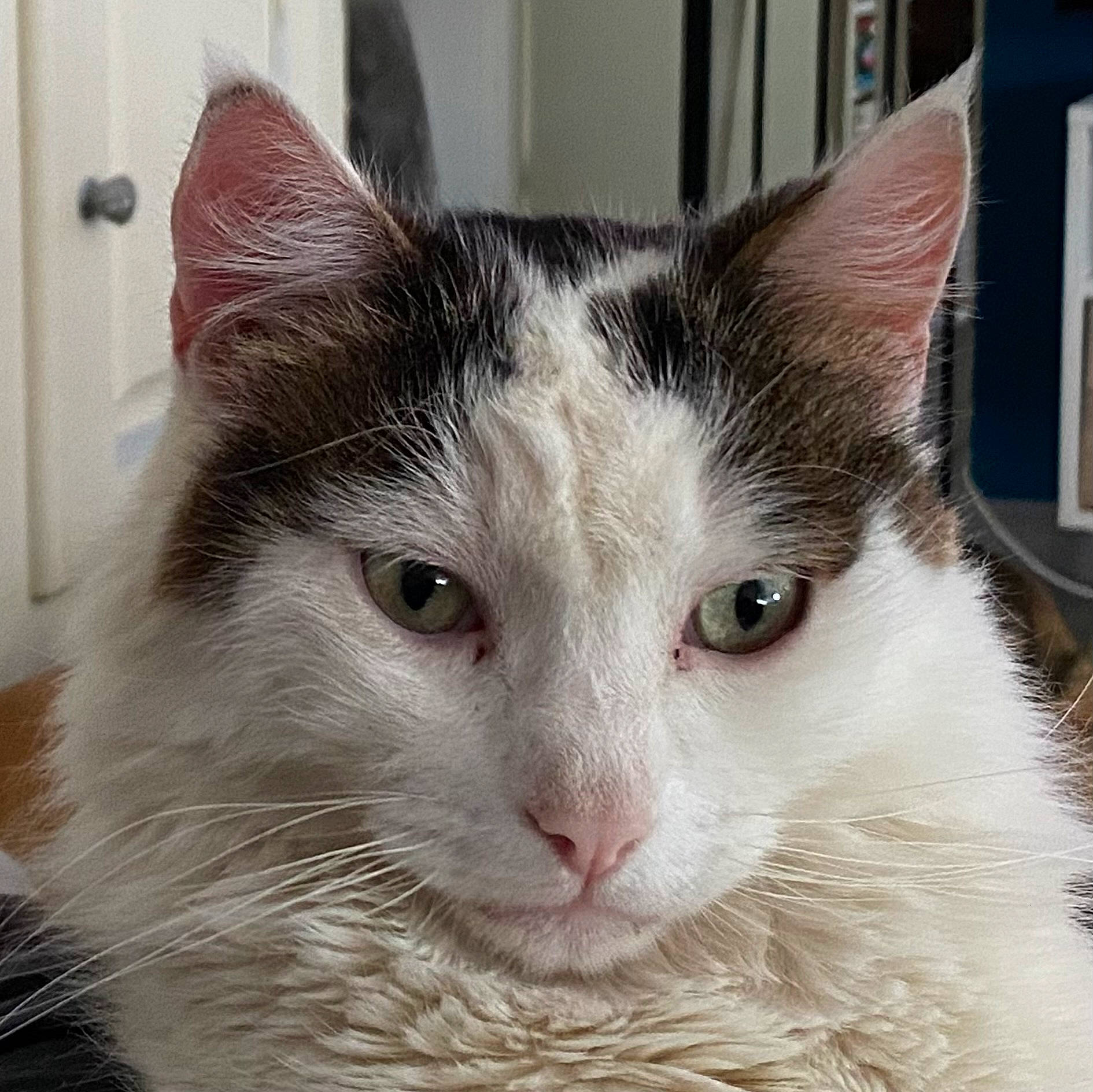 Olaf a rejoint le concours — aidez-le/la à gagner de superbes lots ! carnivore, cat, domestic_short_haired_cat, felidae, fur, pet_supply, small_to_medium_sized_cats, snout, whiskers, window