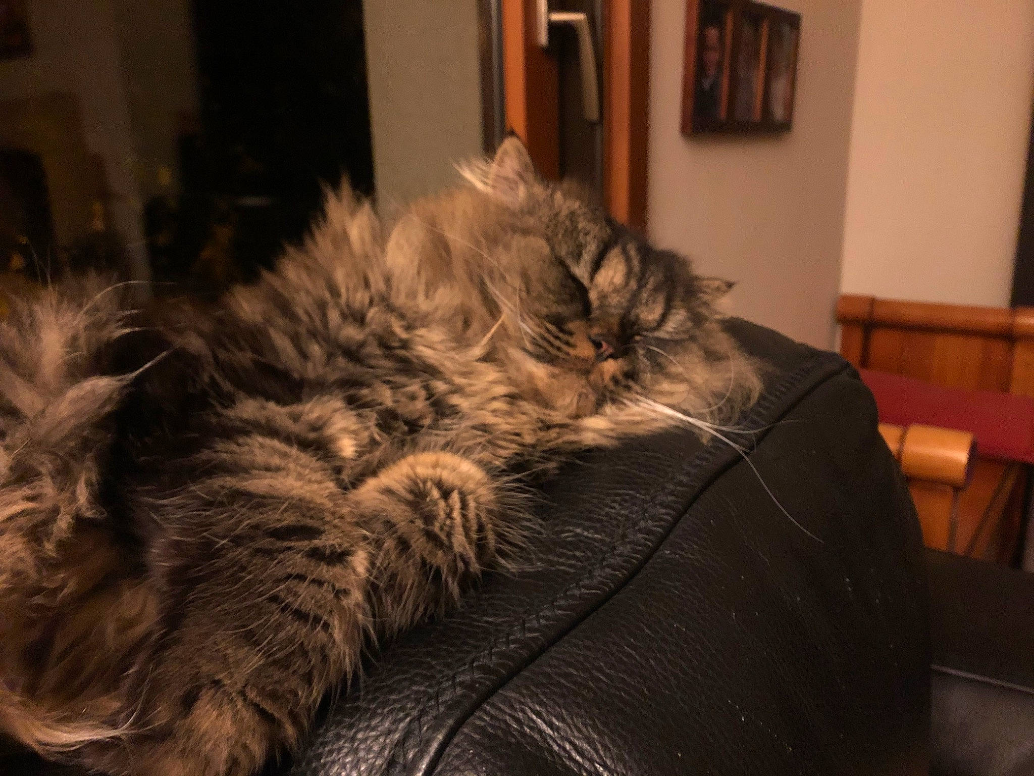 Raphaël a rejoint le concours — aidez-le/la à gagner de superbes lots ! carnivore, cat, claw, comfort, eye, felidae, flooring, fur, grey, linens, nap, picture_frame, room, sleep, small_to_medium_sized_cats, snout, sporting_group, tail, terrestrial_animal, whiskers