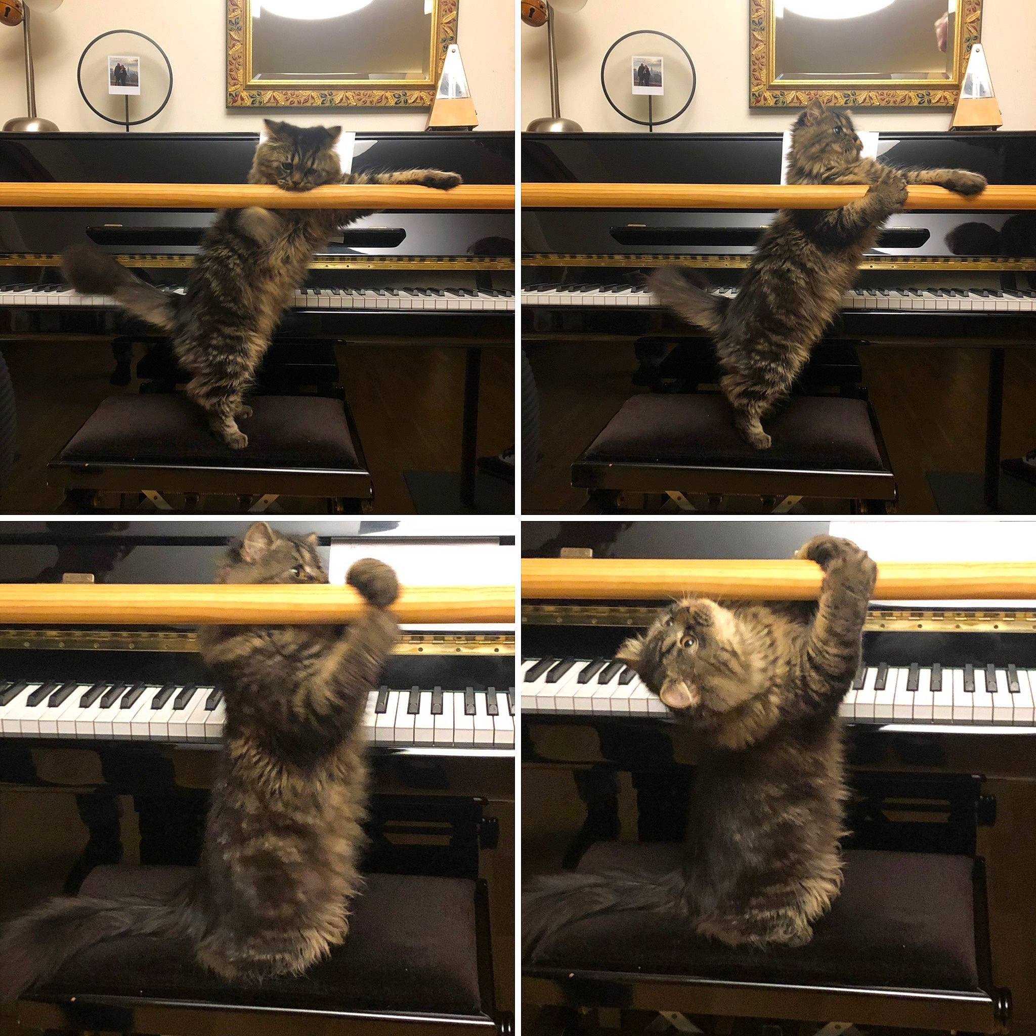 Raphaël a rejoint le concours — aidez-le/la à gagner de superbes lots ! black, brown, computer, computer_keyboard, computer_monitor, electronic_device, font, home_appliance, light, mammal, output_device, peripheral, photograph, room, shelf, snapshot, technology, vertebrate, white, yellow