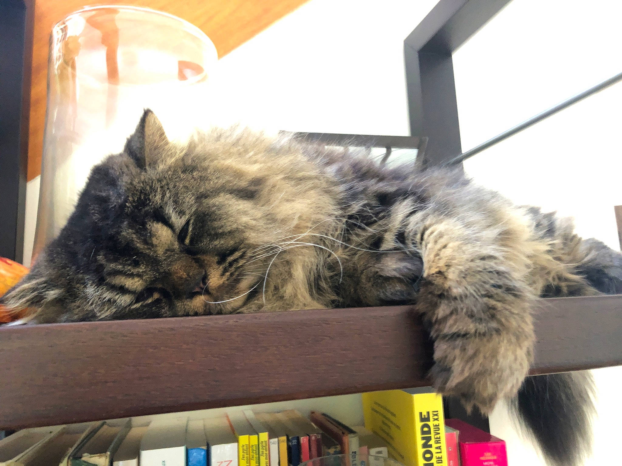 Raphaël participe au concours pour gagner de l'argent avec cette photo : bookcase, box, british_longhair, carnivore, cat, claw, comfort, felidae, fur, maine_coon, mammal, nap, paw, publication, shelf, sleep, small_to_medium_sized_cats, vertebrate, whiskers, window