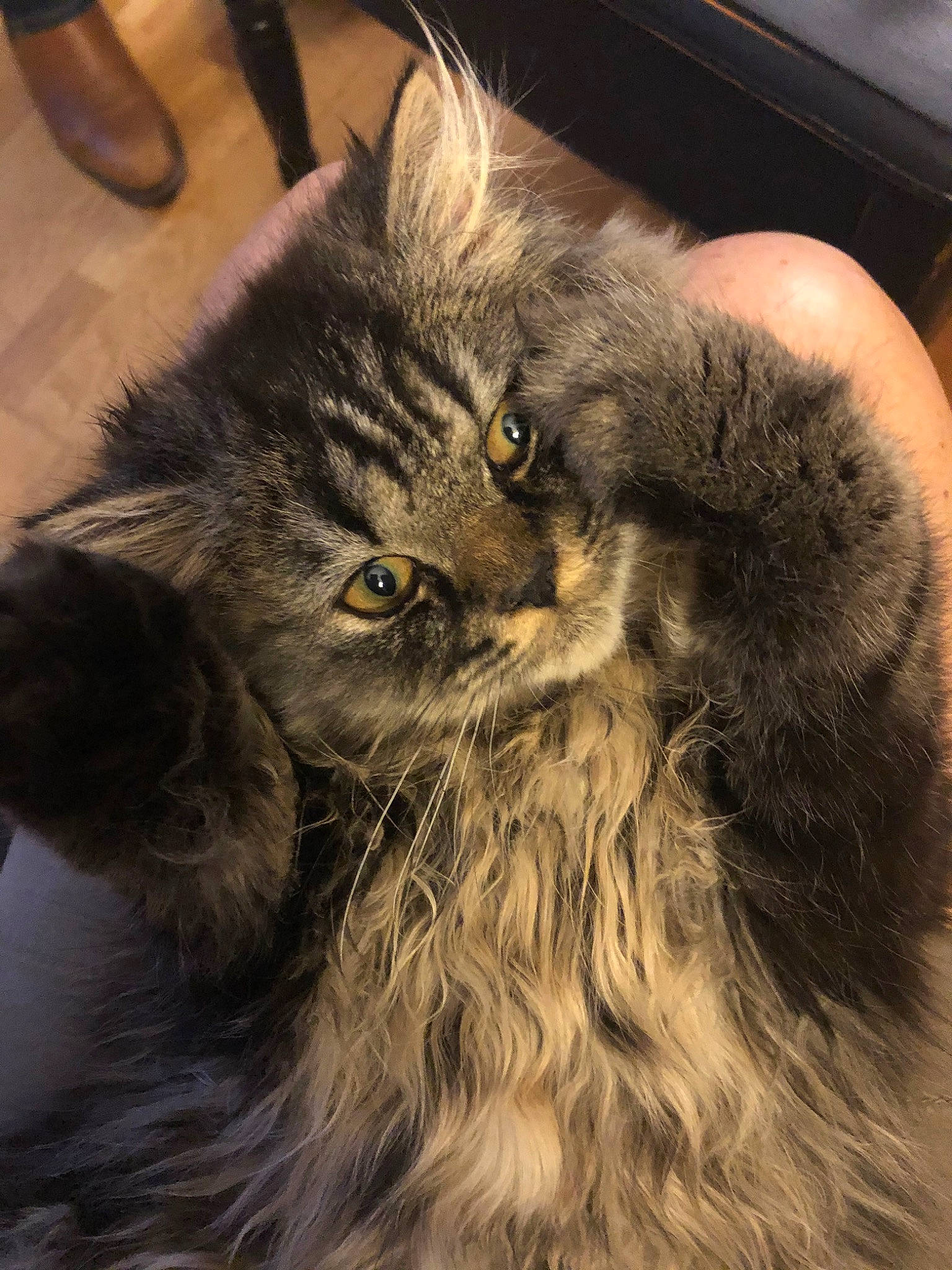 Raphaël a rejoint le concours — aidez-le/la à gagner de superbes lots ! art, british_longhair, carnivore, cat, claw, comfort, computer_keyboard, eye, fawn, felidae, fur, grey, maine_coon, persian, siberian, small_to_medium_sized_cats, snout, tail, terrestrial_animal, whiskers