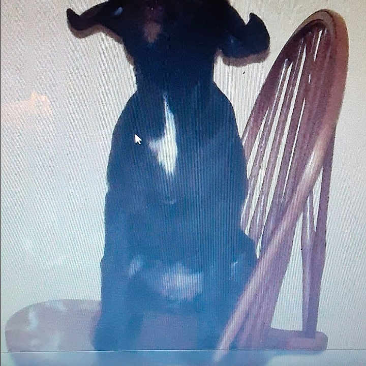 Bailey joined the competition — help win amazing prizes! art, backlighting, carnivore, display_device, dog, dog_breed, electric_blue, illustration, painting, personal_protective_equipment, reflection, room, shadow, sky, sporting_group, sports_equipment, tail, tints_and_shades, vertebrate, visual_arts