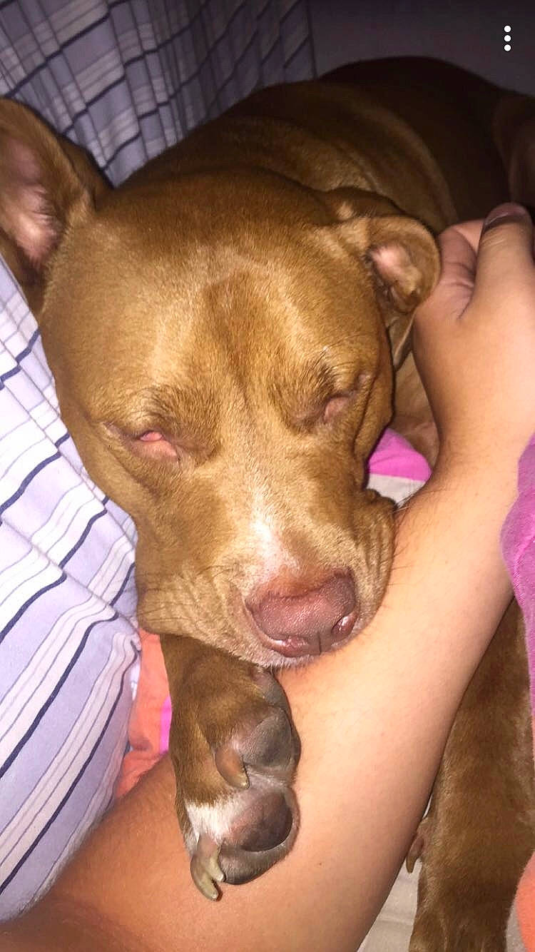 Gino is registered to the contest to win money with this photo: canidae, carnivore, comfort, companion_dog, dog, dog_breed, dog_supply, ear, fawn, liver, non_sporting_group, puppy, sporting_group, whiskers, working_animal