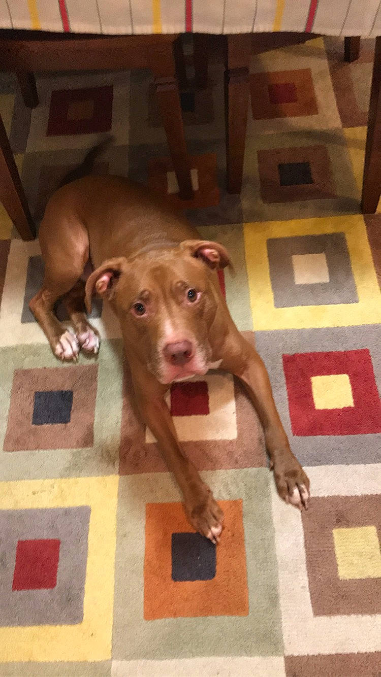 Gino is registered to the contest to win money with this photo: canidae, carnivore, companion_dog, dog, dog_breed, dog_supply, fawn, floor, flooring, guard_dog, hardwood, liver, pet_supply, pointing_breed, snout, sporting_group, tail, weimaraner, wood, working_animal