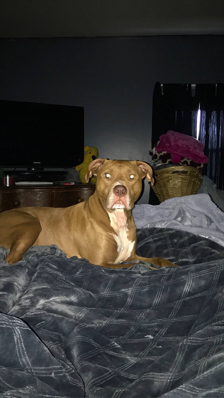 Gino joined the competition — help win amazing prizes! cable_television, canidae, carnivore, comfort, companion_dog, dog, dog_breed, fawn, guard_dog, home_appliance, liver, non_sporting_group, sighthound, snout, sporting_group, television, terrestrial_animal, whiskers, working_animal, working_dog