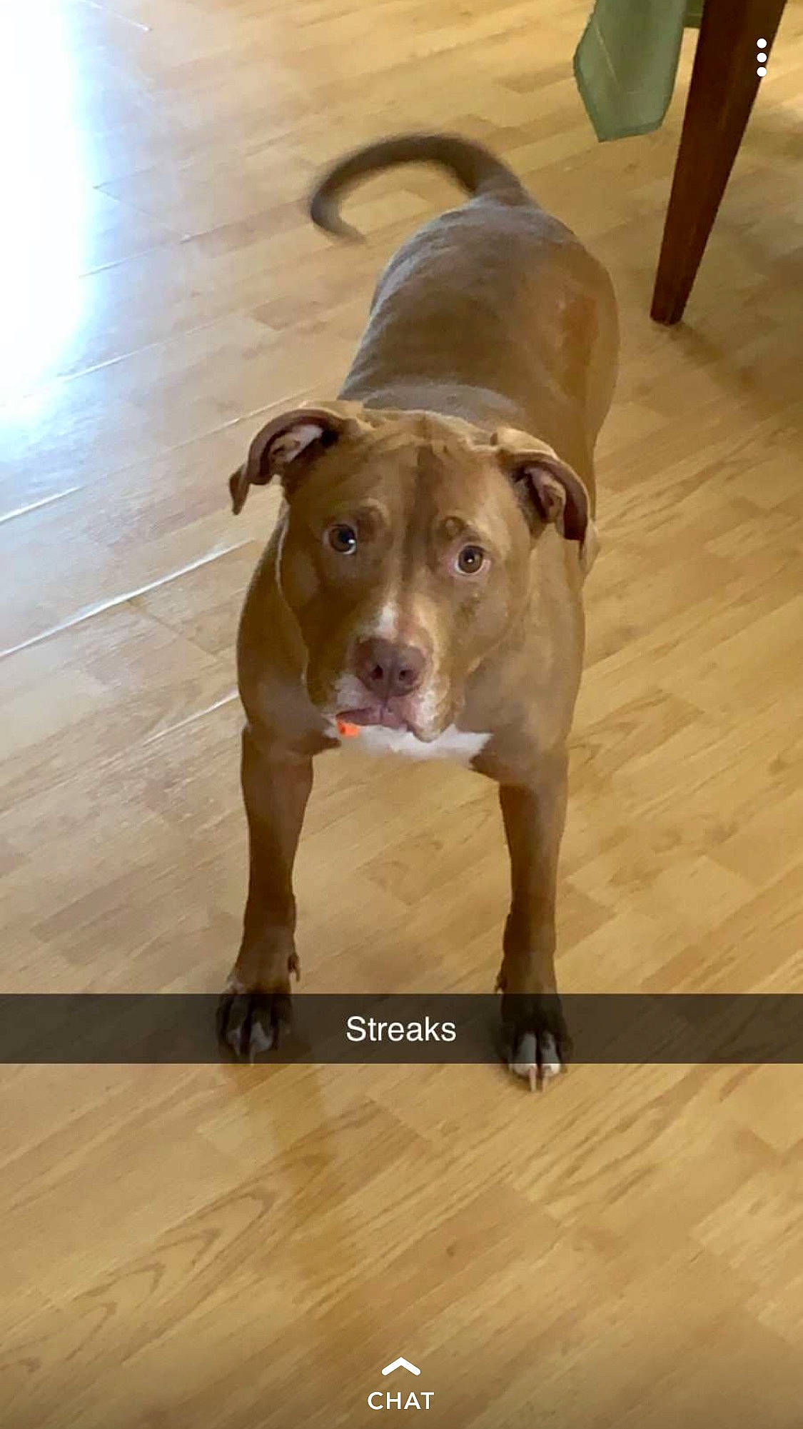 Gino is registered to the contest to win money with this photo: carnivore, companion_dog, dog, dog_breed, door_mat, fawn, floor, flooring, fur, hardwood, laminate_flooring, liver, plank, snout, sporting_group, varnish, wood, wood_flooring, wood_stain, working_animal