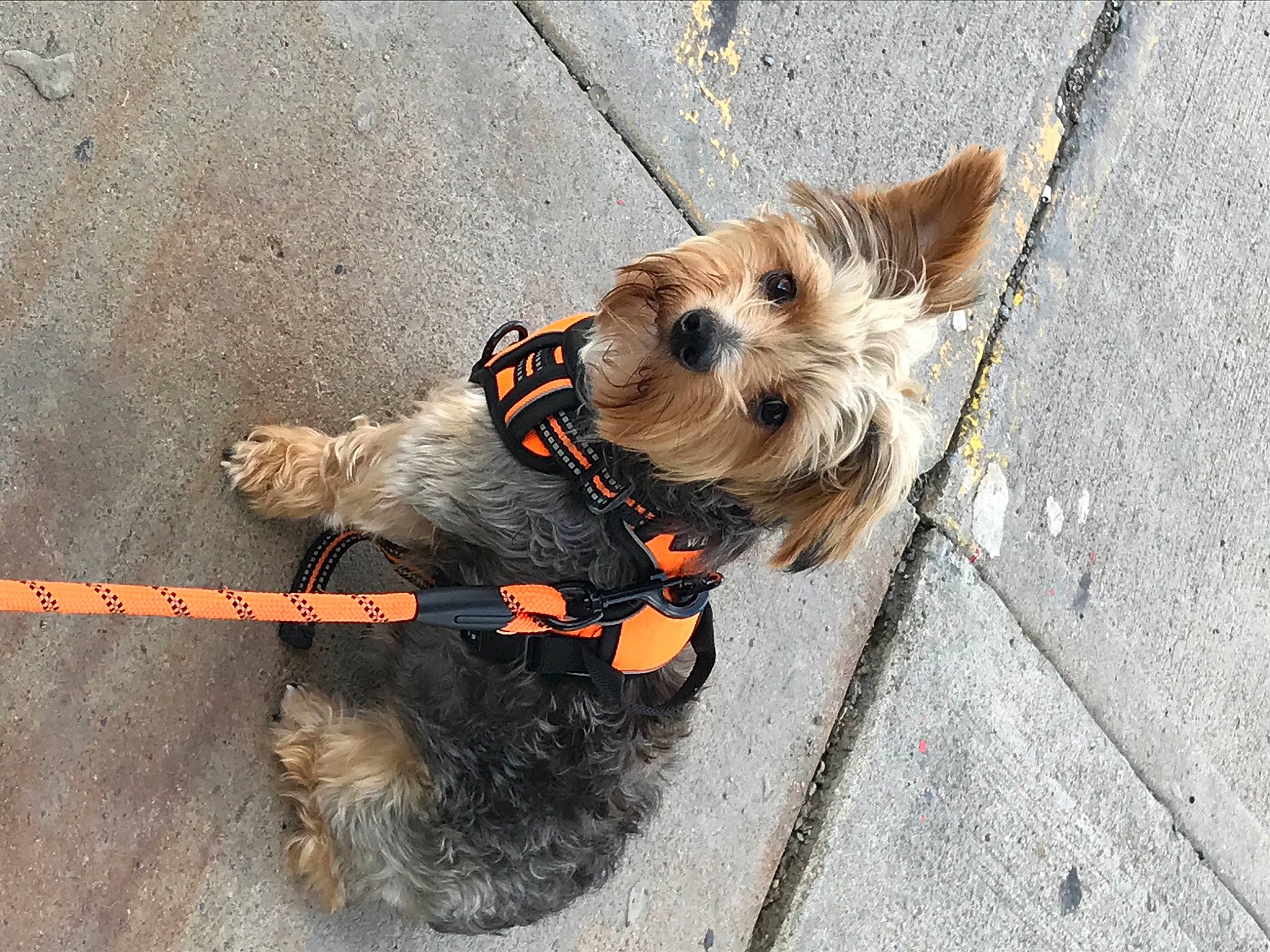 Rocket is registered to the contest to win money with this photo: asphalt, canidae, carnivore, collar, companion_dog, dog, dog_breed, dog_clothes, dog_collar, dog_supply, fashion_accessory, fawn, leash, pet_supply, road_surface, small_terrier, snout, sporting_group, toy_dog, working_animal