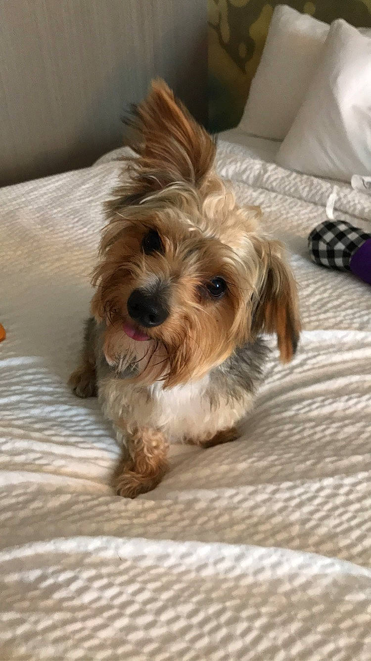 Rocket joined the competition — help win amazing prizes! biewer_terrier, canidae, carnivore, comfort, companion_dog, couch, dog, dog_breed, dog_supply, fawn, fur, liver, maltepoo, small_terrier, snout, sporting_group, terrier, toy_dog, water_dog, yorkipoo