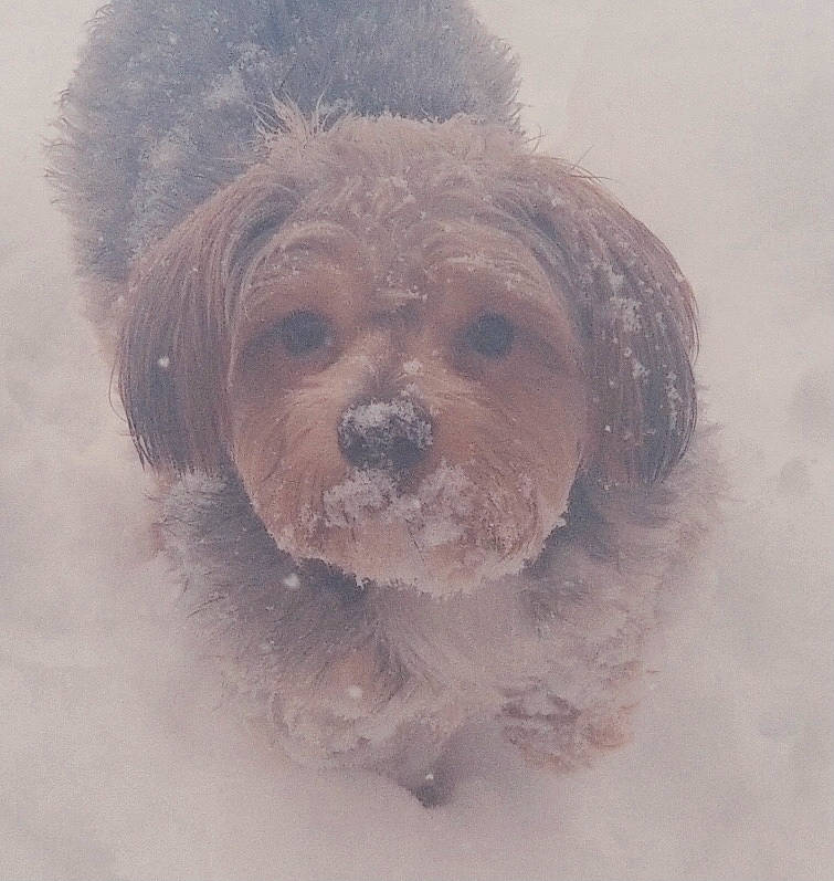 Rocket joined the competition — help win amazing prizes! canidae, carnivore, cloud, companion_dog, dog, dog_breed, dog_clothes, freezing, fur, liver, precipitation, puppy_love, small_terrier, snout, snow, sporting_group, terrier, toy_dog, winter, working_animal