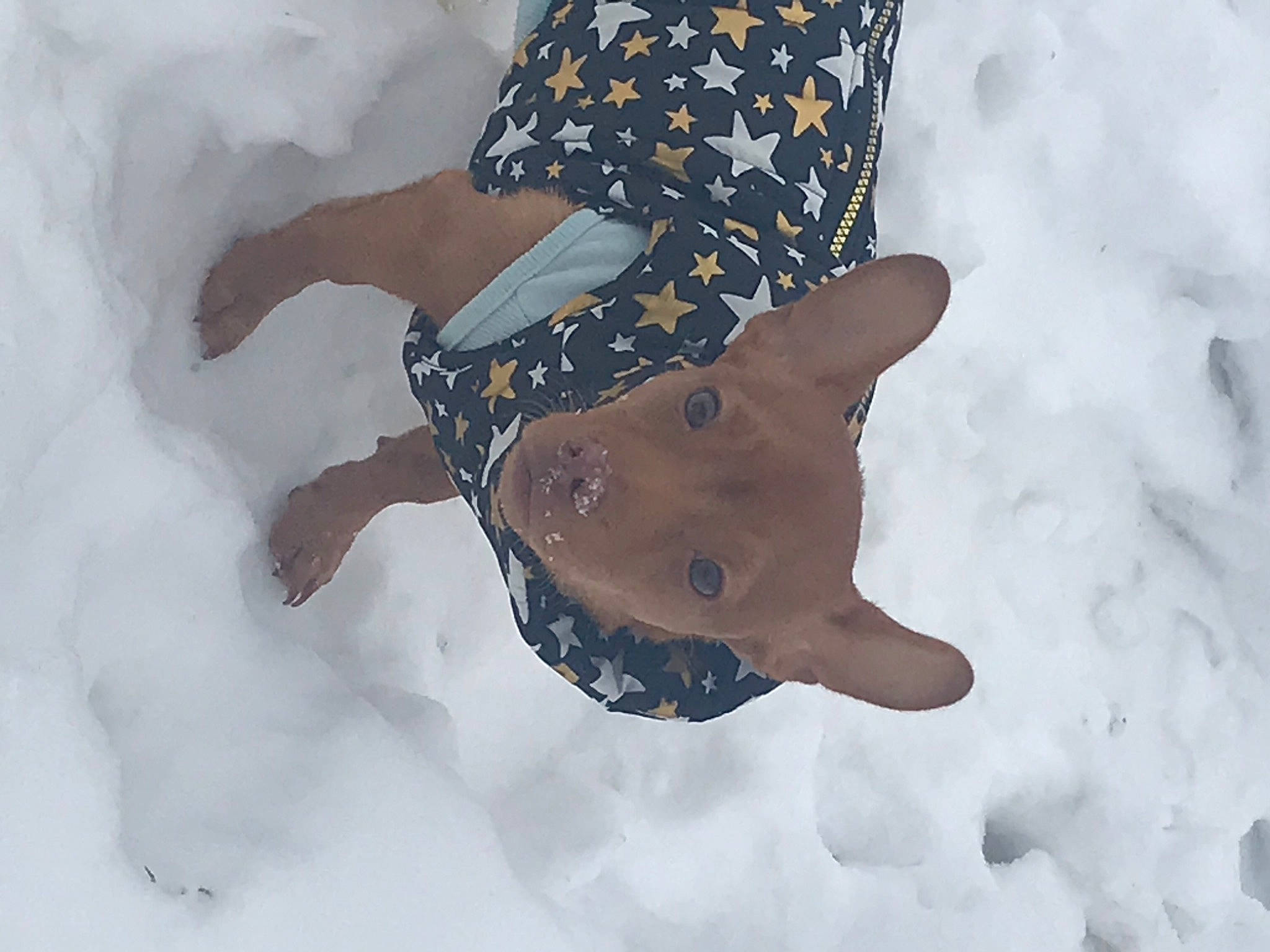 Milo is registered to the contest to win money with this photo: arm, fawn, freezing, fur, gesture, human_body, pattern, people_in_nature, playing_in_the_snow, recreation, sleeve, snow, stuffed_toy, sunglasses, tail, tower, toy, tree, waist, winter