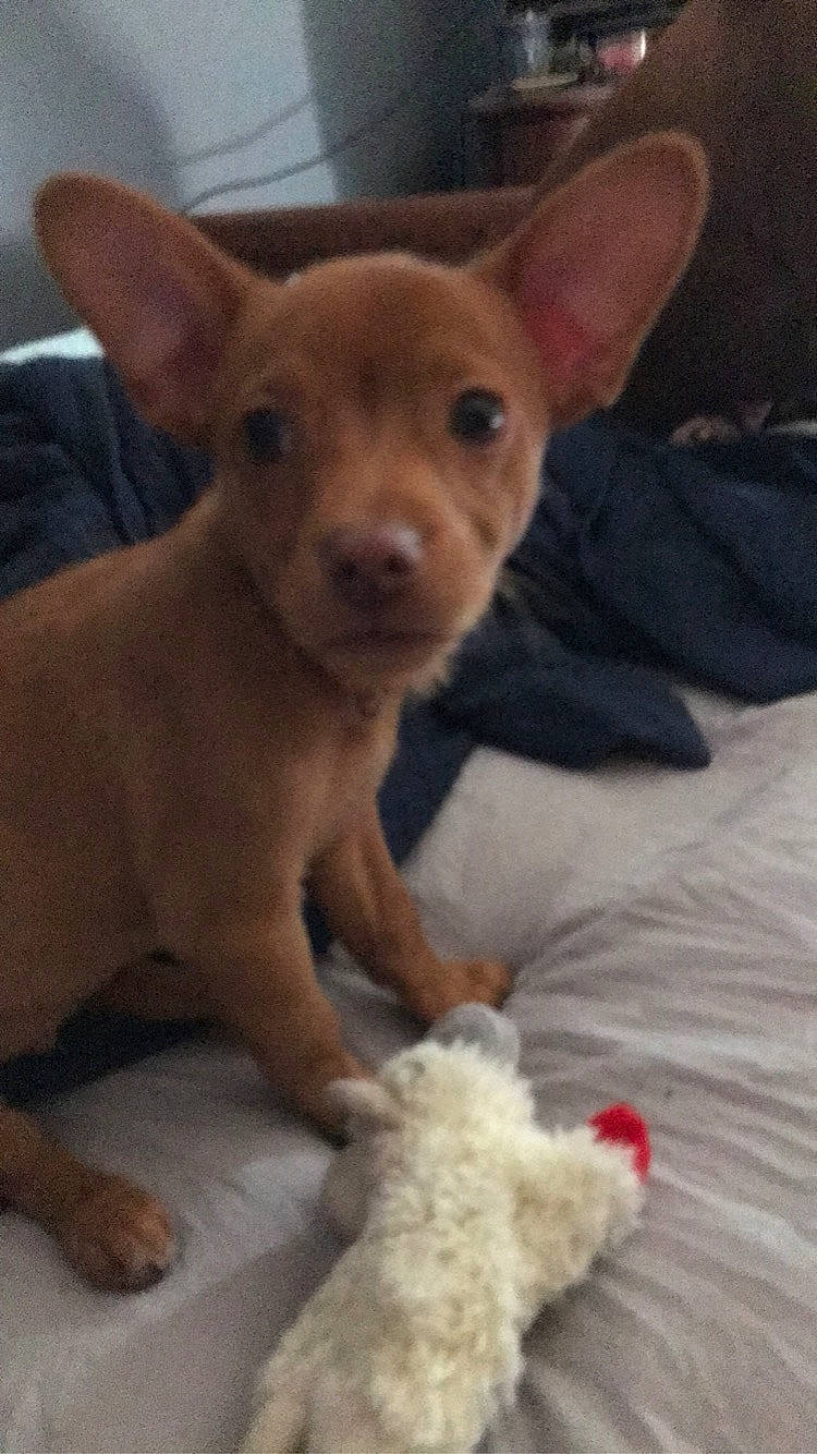 Milo is registered to the contest to win money with this photo: canidae, carnivore, chihuahua, comfort, companion_dog, corgi_chihuahua, dog, dog_breed, dog_supply, ear, fawn, fur, paw, russkiy_toy, snout, sporting_group, terrestrial_animal, toy_dog, whiskers, working_animal