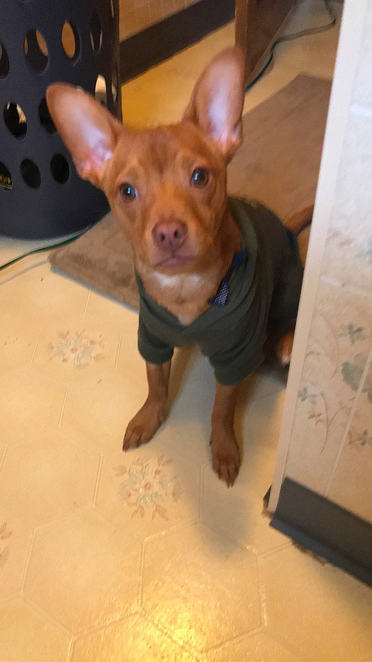 Milo is registered to the contest to win money with this photo: canidae, carnivore, chihuahua, companion_dog, corgi_chihuahua, dog, dog_breed, ear, fawn, flooring, fur, liver, puppy, snout, sporting_group, terrestrial_animal, toy_dog, whiskers, wood, working_animal