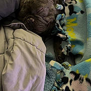 Princeton is registered to the contest to win money with this photo: animal, blanket, colorful, comfort, cozy, cute, dog, domestic, ear, fleece, french_bulldog, fur, indoor, nap, pet, relaxation, resting, sleeping, snout, warm