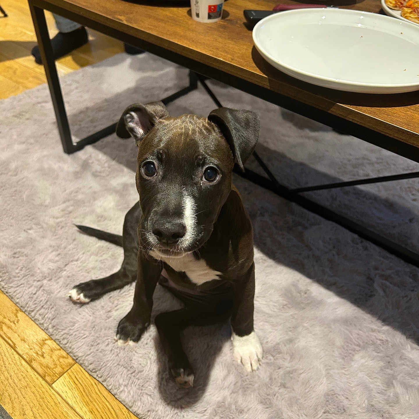 Luna a rejoint le concours — aidez-le/la à gagner de superbes lots ! animal, architecture, building, canine, coffeetable, cup, diningroom, diningtable, dog, furniture, hardwood, indoors, pet, plywood, puppy, room, saucer, table, tabletop, wood