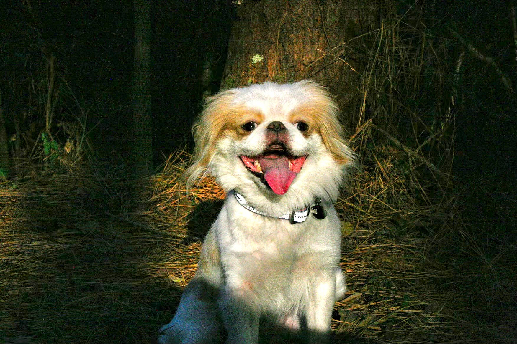 Bentley is registered to the contest to win money with this photo: canidae, carnivore, companion_dog, dog, dog_breed, dog_supply, fawn, fur, grass, leash, liver, plant, small_terrier, snout, spaniel, sporting_group, terrier, toy_dog, tree, whiskers