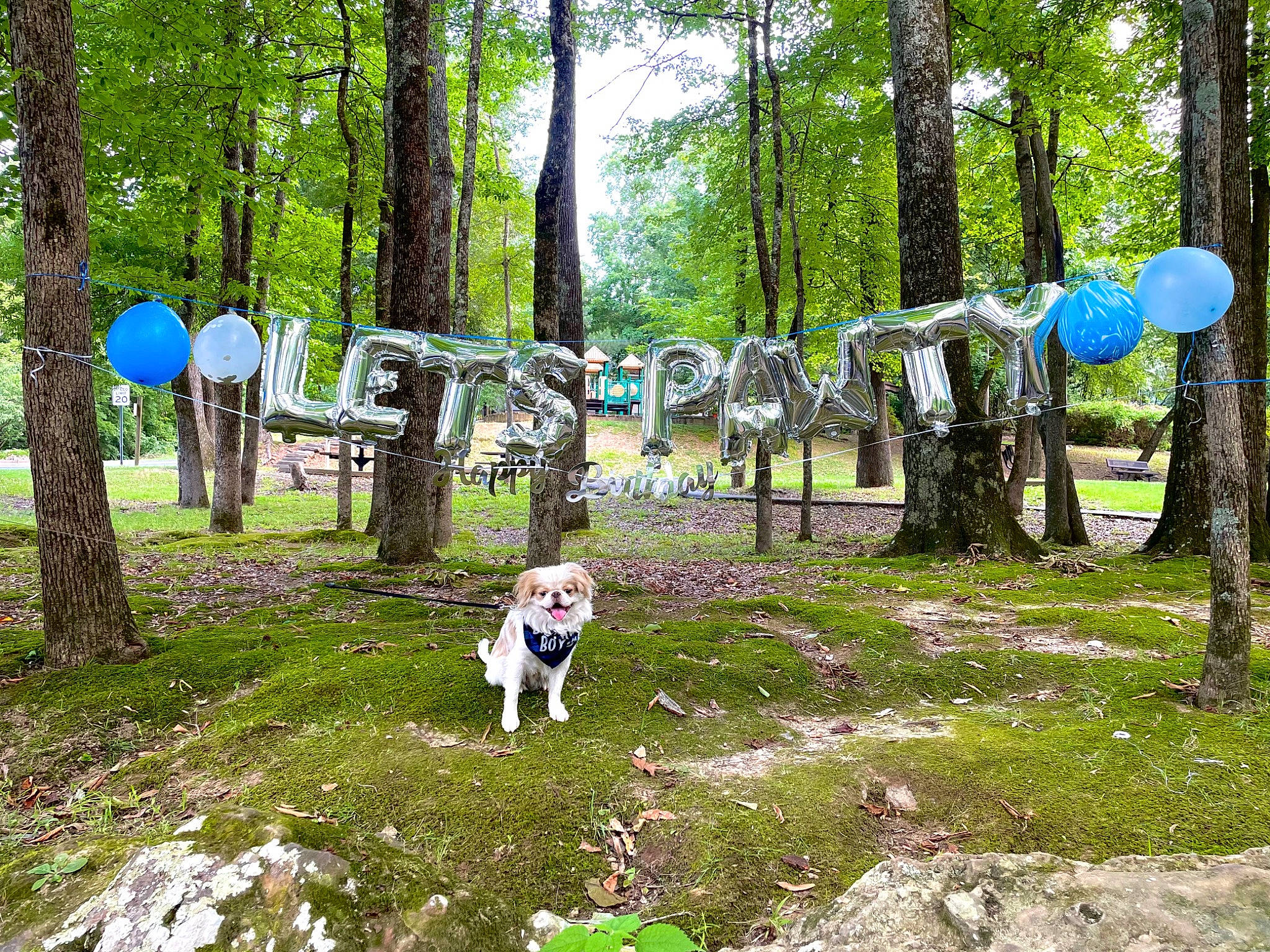 Bentley is registered to the contest to win money with this photo: biome, carnivore, companion_dog, dog, fawn, forest, fun, grass, green, grove, landscape, leisure, natural_landscape, outdoor_recreation, plant, recreation, shade, tree, trunk, woodland