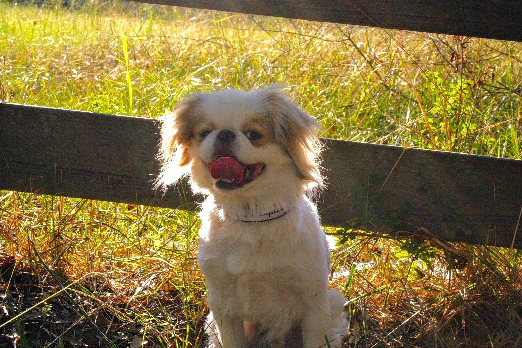 Bentley joined the competition — help win amazing prizes! carnivore, companion_dog, dog, dog_breed, dog_supply, fawn, fur, grass, leaf, plant, puppy_love, snout, soil, sporting_group, tail, terrier, tints_and_shades, toy_dog, whiskers, working_animal