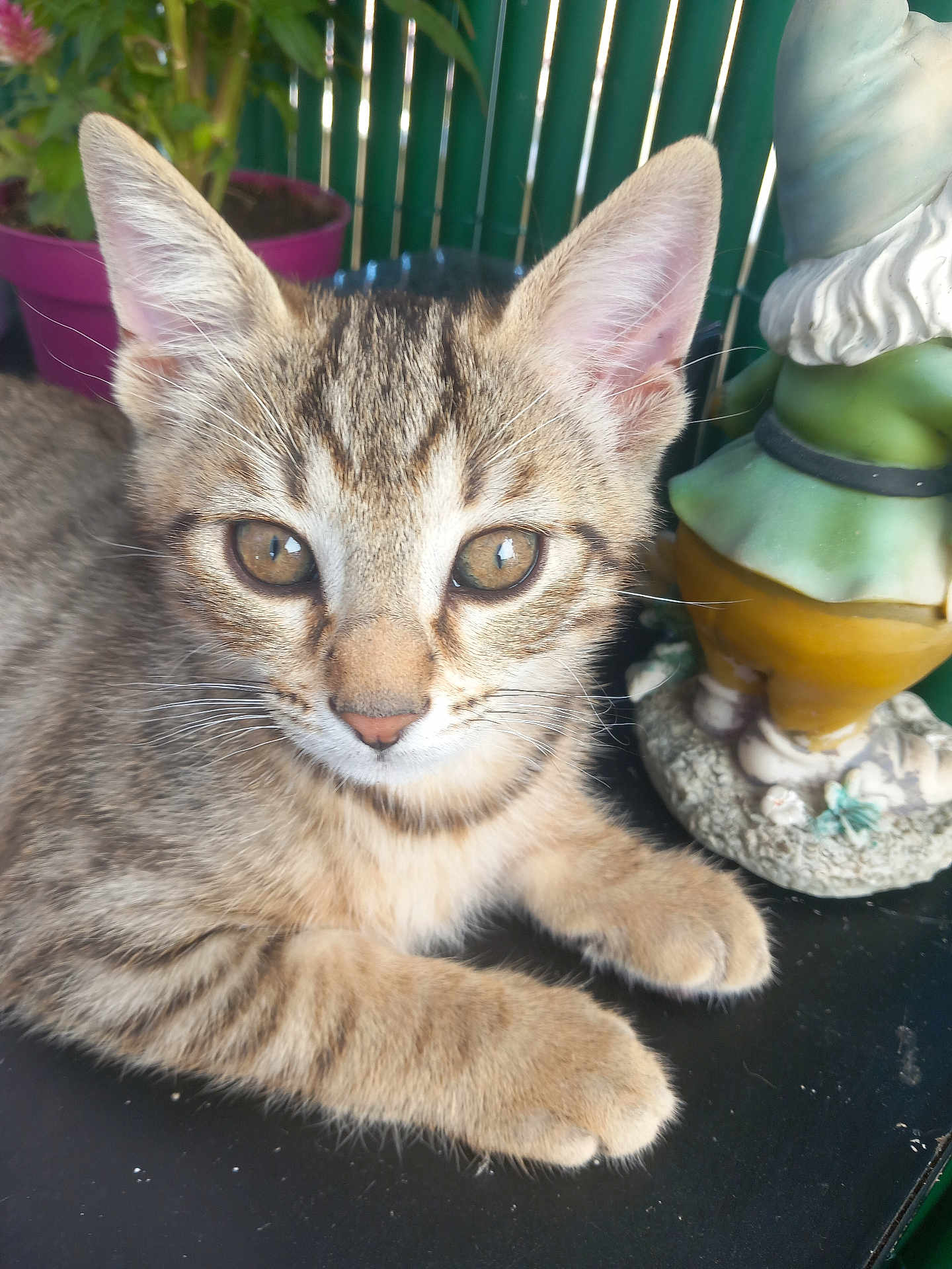Simba
