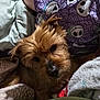 dog, blanket, pajamas, fabric, bed, fur, pet, animal, cozy, indoor, resting, brown_fur, cute, soft, snuggle, sleepwear, person, comfort, relaxation, closeup