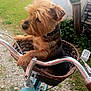 dog, bicycle, basket, outdoor, grass, pet, animal, handlebars, side_view, small_dog, yard, collar, metal, blue_bike, gravel, greenery, daylight, cute, canine, leisure