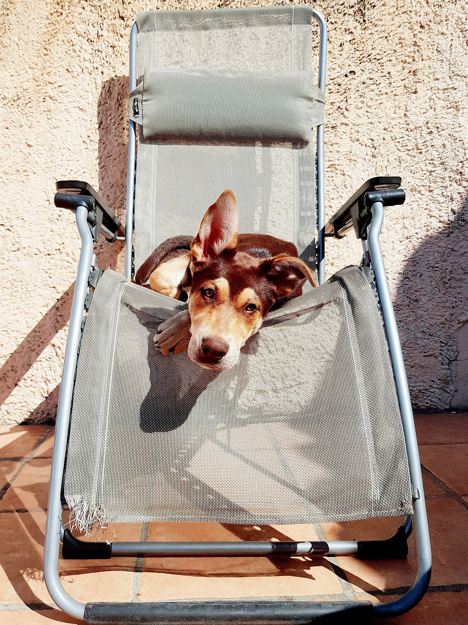 Petra participe au concours pour gagner de l'argent avec cette photo : basenji, beagle, canidae, carnivore, dog, dog_breed, fox_terrier, jack_russell_terrier, russell_terrier, smooth_fox_terrier, suitcase