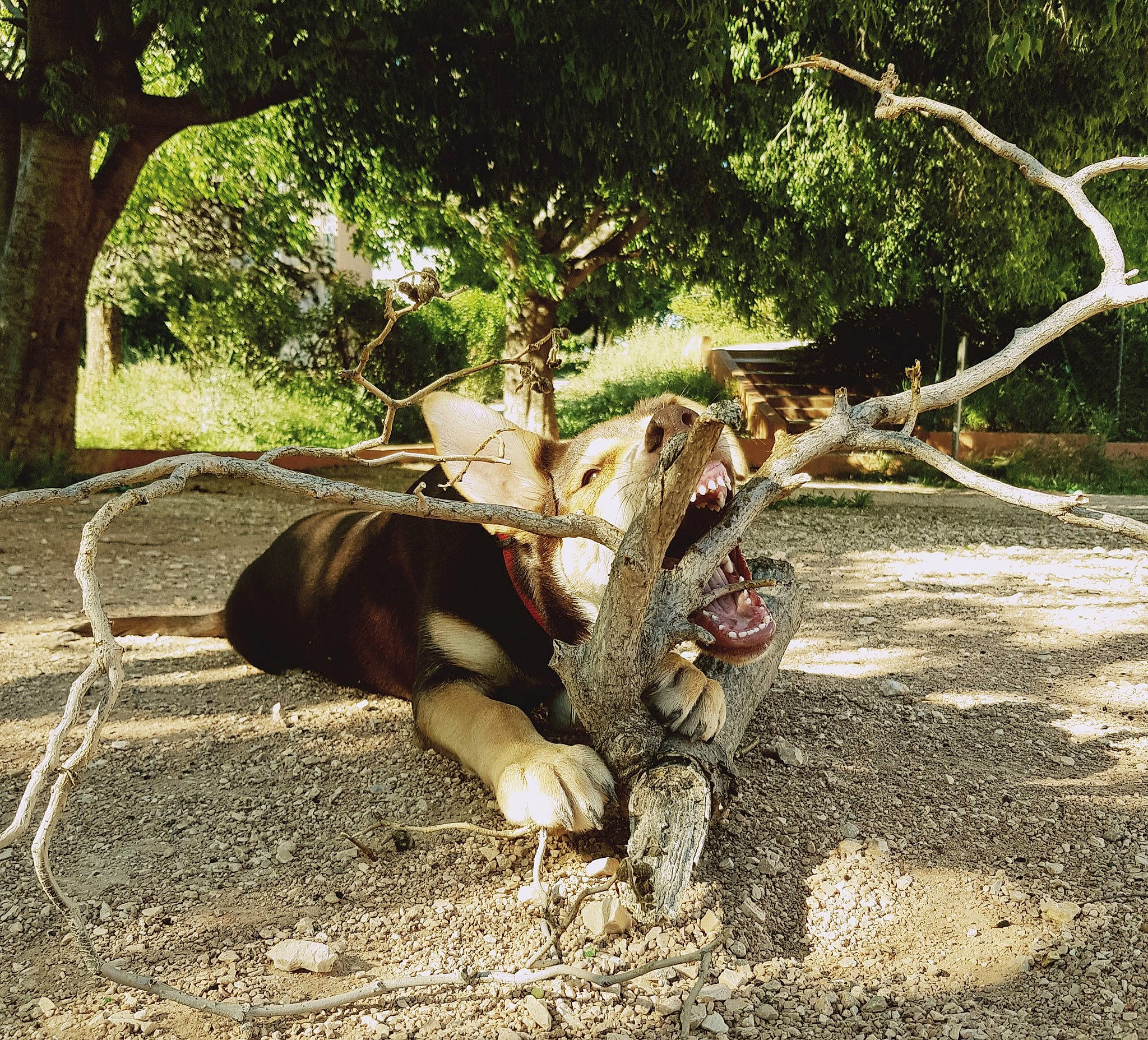 Petra participe au concours pour gagner de l'argent avec cette photo : adaptation, fawn, flower, plant, tree