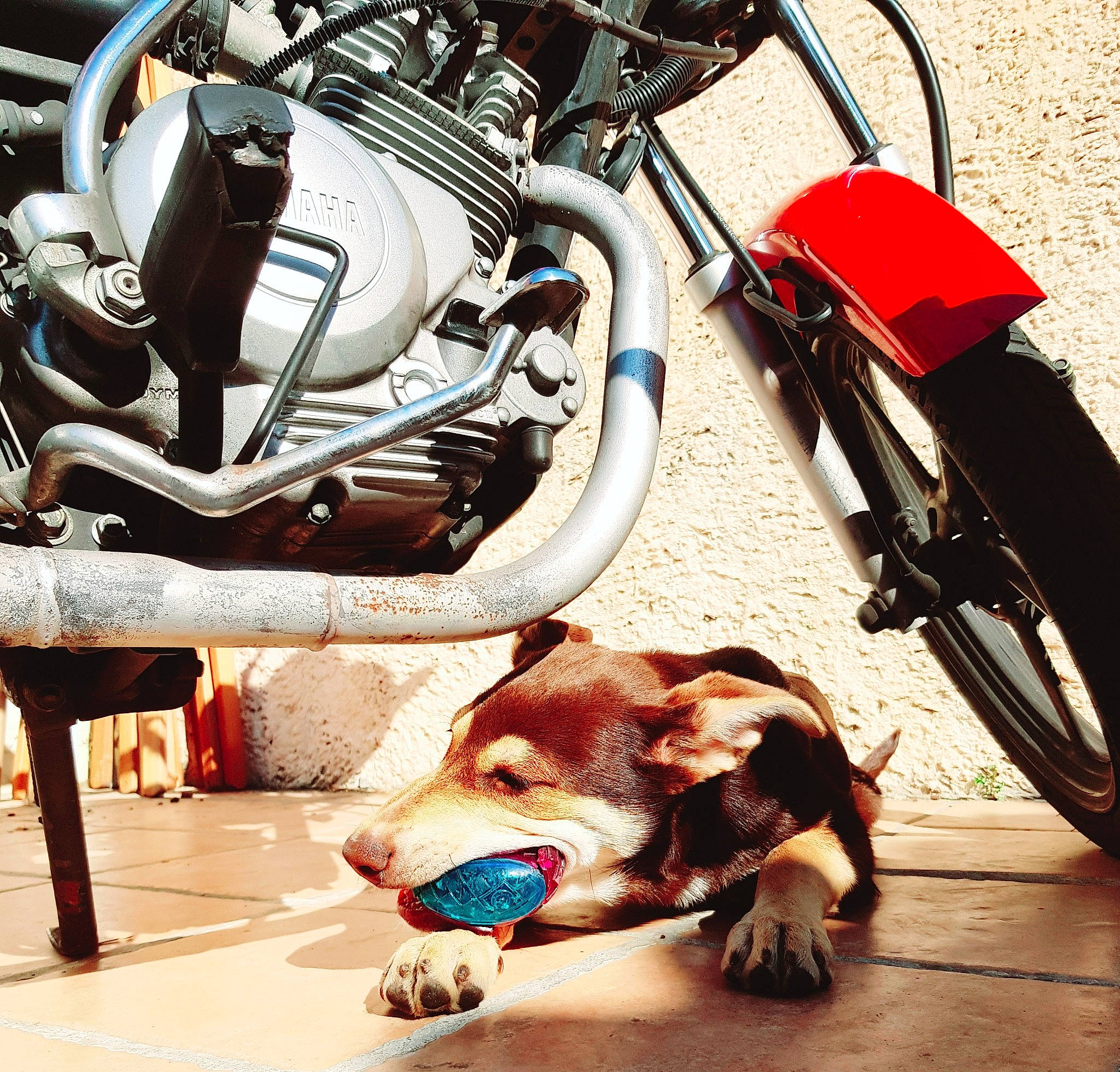 Petra a rejoint le concours — aidez-le/la à gagner de superbes lots ! auto_part, canidae, car, chopper, engine, motorcycle, rim, spoke, tire, vehicle, wheel