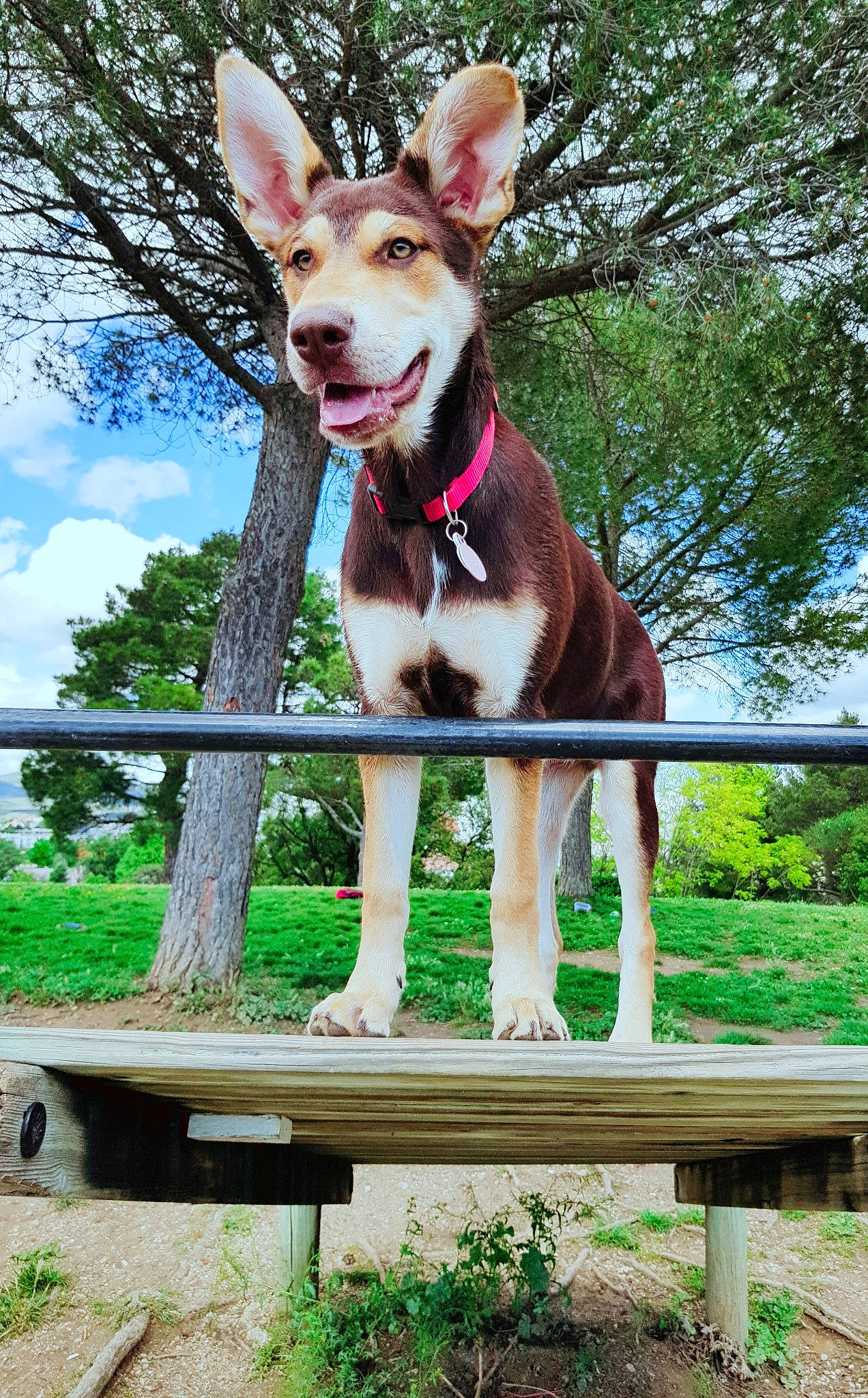 Petra a rejoint le concours — aidez-le/la à gagner de superbes lots ! australian_kelpie, basenji, canidae, carnivore, carolina_dog, dog, dog_breed, fawn, hunting_dog, ibizan_hound, mammal, puppy, table, vertebrate