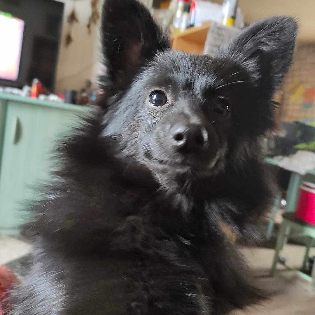 Onyx participe au concours pour gagner de l'argent avec cette photo : animal, architecture, building, canine, computerhardware, couch, dog, electronics, eskimodog, furniture, hardware, indoors, interiordesign, livingroom, monitor, pet, puppy, room, screen, tv