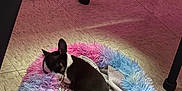 Princess Peppa is registered to the contest to win money with this photo: dog, sleeping, pet_bed, fluffy, pastel_colors, indoor, floor, tile_floor, black_and_white, small_dog, cozy, resting, cute, animal, canine, fur, domestic, home, quiet, peaceful