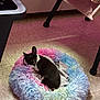 dog, sleeping, pet_bed, fluffy, pastel_colors, indoor, floor, tile_floor, black_and_white, small_dog, cozy, resting, cute, animal, canine, fur, domestic, home, quiet, peaceful