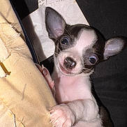 Princess Peppa is registered to the contest to win money with this photo: puppy, dog, small_dog, black_and_white, cute, wide_eyes, claw, fabric, yellow_cloth, pet, animal, indoor, close_up, young_dog, fur, whiskers, nose, ears, paw, looking
