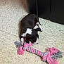 Princess Peppa is registered to the contest to win money with this photo: puppy, dog, toy, rope_toy, floor, tile_floor, black_and_white, pet, indoor, playful, small_dog, chewing, animal, cute, young_dog, domestic_animal, lying_down, fur, pink, gray