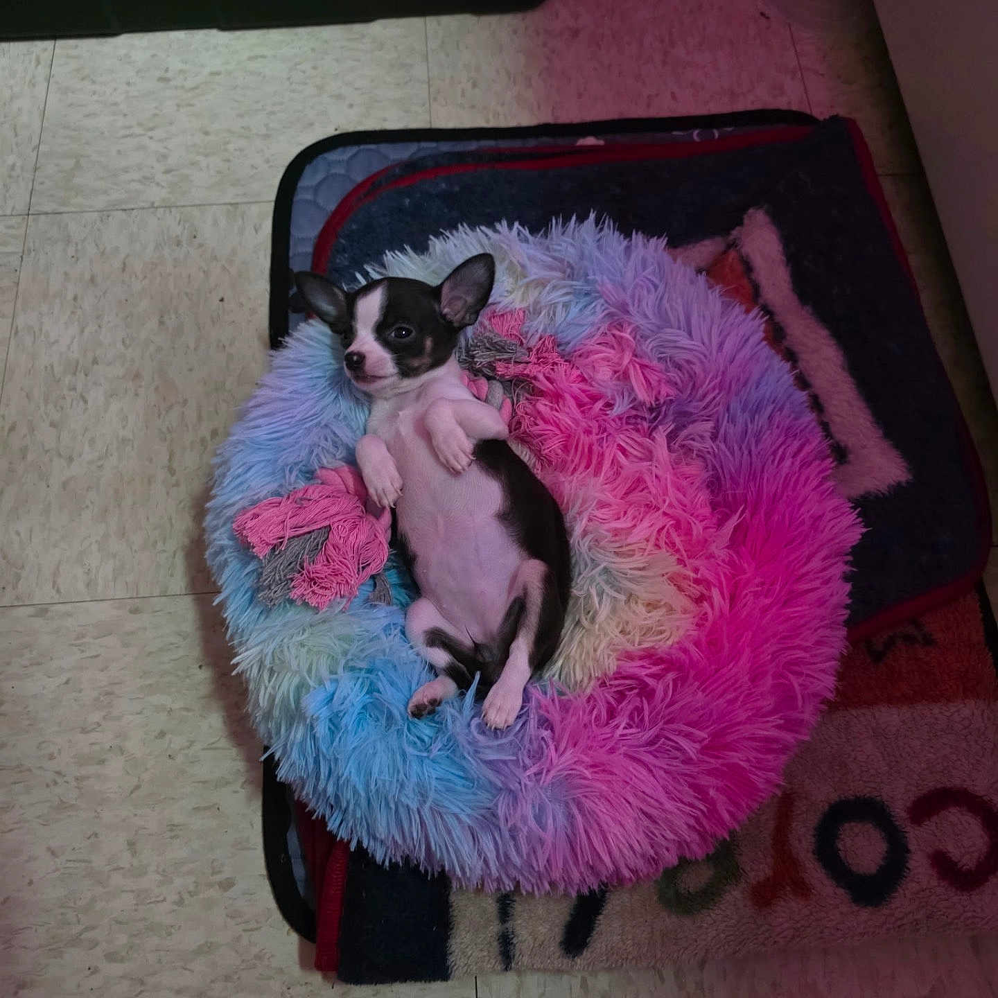 Princess Peppa joined the competition — help win amazing prizes! animal, black_and_white, blue, colorful, cozy, cute, dog, dog_bed, floor, fluffy, indoor, lying_down, pet_bed, pink, puppy, relaxed, small_dog, soft_lighting, tile_floor, toy