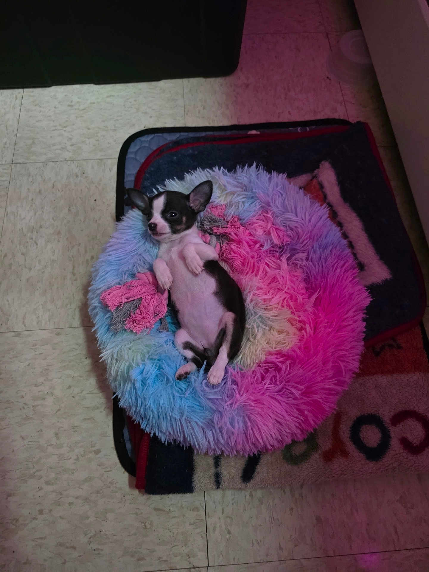 Princess Peppa joined the competition — help win amazing prizes! puppy, dog, pet_bed, fluffy, black_and_white, small_dog, floor, tile_floor, indoor, relaxed, lying_down, cute, animal, dog_bed, cozy, colorful, soft_lighting, toy, pink, blue
