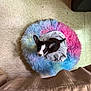 Princess Peppa joined the competition — help win amazing prizes! puppy, dog, bed, blanket, floor, tile_floor, indoor, looking_up, small_dog, black_and_white, fluffy, colorful, pastel_colors, cute, pet, animal, young_dog, fur, ears, tail