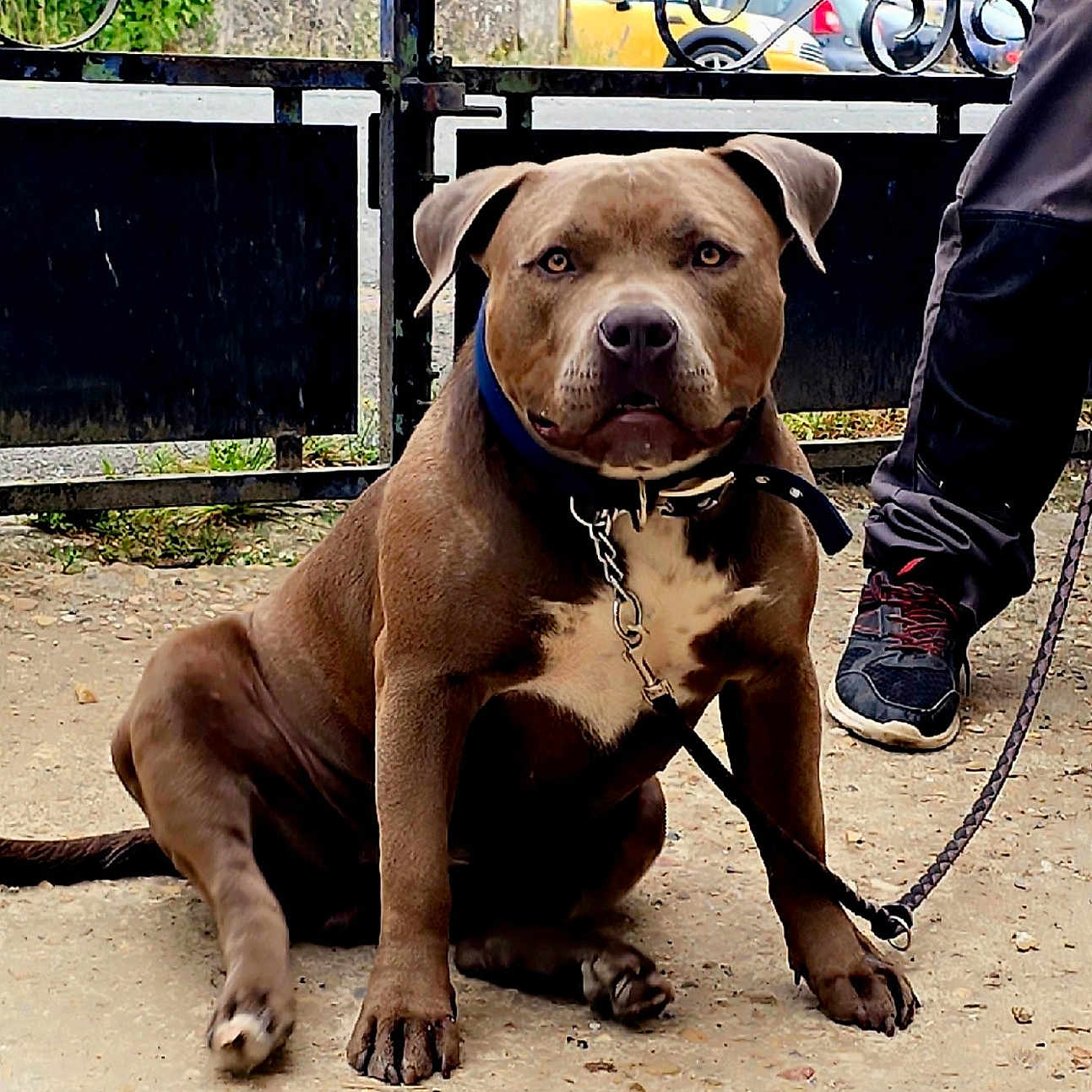 Louna a rejoint le concours — aidez-le/la à gagner de superbes lots ! animal, background_cars, brown_dog, calm, chain, closeup, collar, daylight, dog, fence, gate, gravel, greenery, leash, metal, outdoor, person_partial, pet, sitting, sneakers