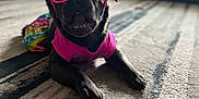Chanel joined the competition — help win amazing prizes! dog, black_dog, glasses, pink_clothing, bow, carpet, living_room, couch, colorful_skirt, pet, indoor, funny_face, accessory, animal, cute, small_dog, resting, blurred_background, cozy, fashion