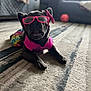 dog, black_dog, glasses, pink_clothing, bow, carpet, living_room, couch, colorful_skirt, pet, indoor, funny_face, accessory, animal, cute, small_dog, resting, blurred_background, cozy, fashion