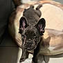 Chanel is registered to the contest to win money with this photo: dog, puppy, french_bulldog, pet, animal, ears, eyes, face, fur, indoor, bed, couch, floor, looking_up, cute, adorable, young, domestic_animal, mammal, canine