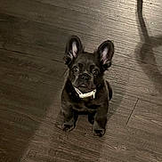 Chanel is registered to the contest to win money with this photo: puppy, dog, black_dog, small_dog, indoor, wooden_floor, pet, animal, cute, ears, looking_up, collar, flooring, young_dog, domestic_animal, canine, sitting, fur, companion, adorable