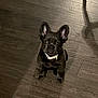 puppy, dog, black_dog, small_dog, indoor, wooden_floor, pet, animal, cute, ears, looking_up, collar, flooring, young_dog, domestic_animal, canine, sitting, fur, companion, adorable