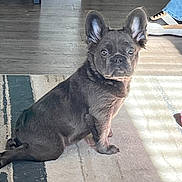 Chanel joined the competition — help win amazing prizes! animal, canine, carpet, cute, dog, domestic_animal, ear, floor, footwear, french_bulldog, home, indoor, light, looking, person, pet, puppy, shadow, shoe, sitting