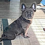 Chanel joined the competition — help win amazing prizes! dog, french_bulldog, puppy, pet, indoor, carpet, floor, light, shadow, ear, sitting, looking, animal, domestic_animal, cute, canine, home, footwear, shoe, person