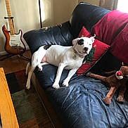 Cali is registered to the contest to win money with this photo: dog, white_dog, black_eye_patch, leather_couch, couch, christmas_pillow, red_blanket, stuffed_reindeer, electric_guitar, floor_lamp, hardwood_floor, area_rug, pet_collar, dog_tag, sunlight, living_room, relaxed, lounging, fur_shedding, home_interior