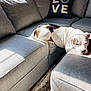 dog, sleeping_dog, sofa, grey_sofa, couch, throw_pillow, love_pillow, pillows, sunlight, window, living_room, area_rug, carpet, interior, pet, napping, relaxing, white_and_brown_dog, daylight, home_decor