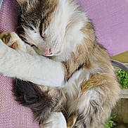 Simba participe au concours pour gagner de l'argent avec cette photo : animal, cat, closeup, cozy, cute, feline, fluffy, fur, nature, outdoor, paw, peaceful, pet, purple, relaxing, resting, sleeping, soft, texture, whiskers