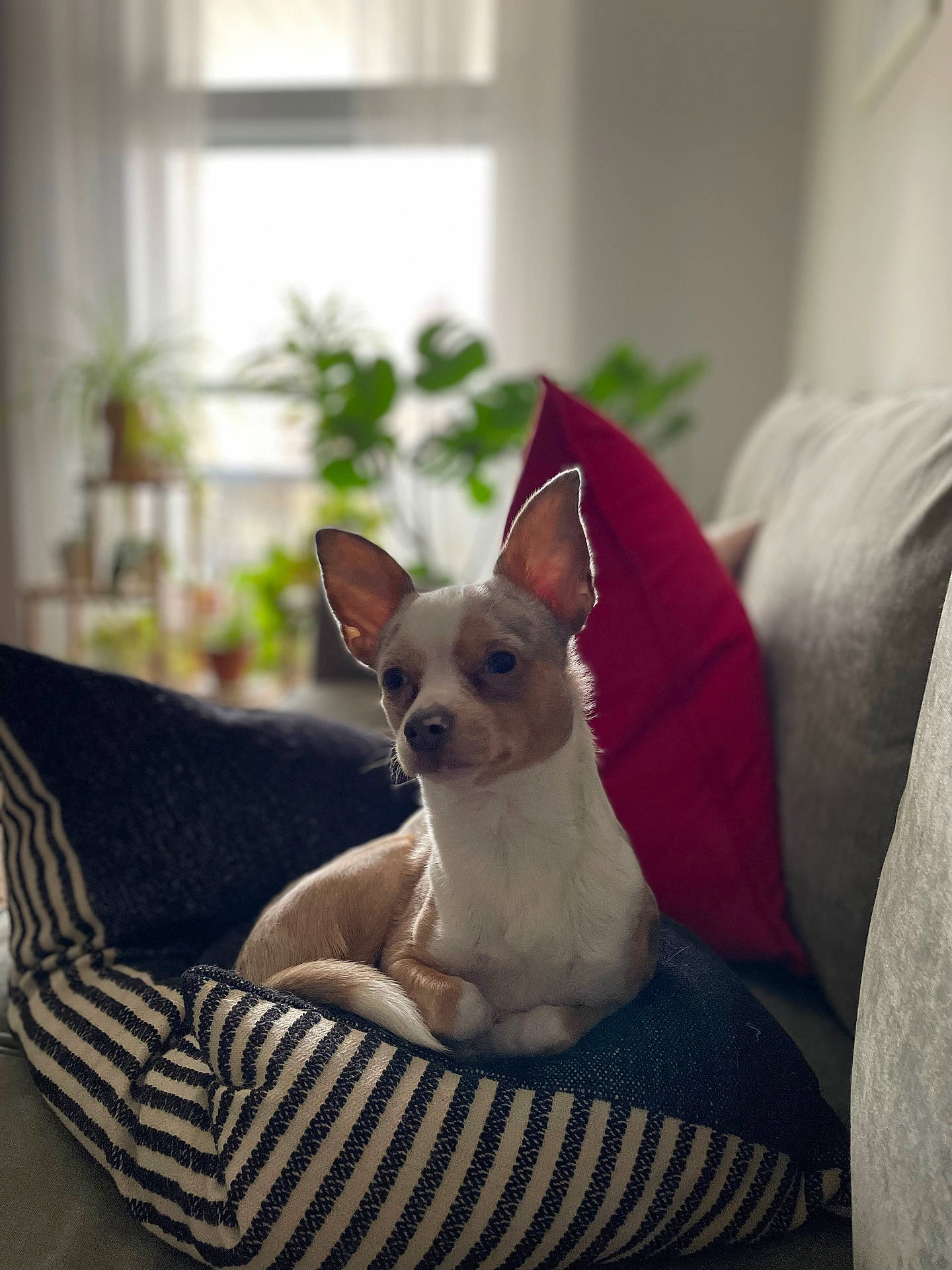 Klaus joined the competition — help win amazing prizes! animal, architecture, building, canine, cat, chihuahua, couch, cushion, dog, dogbed, furniture, homedecor, indoors, linen, livingroom, pet, pillow, plant, puppy, room