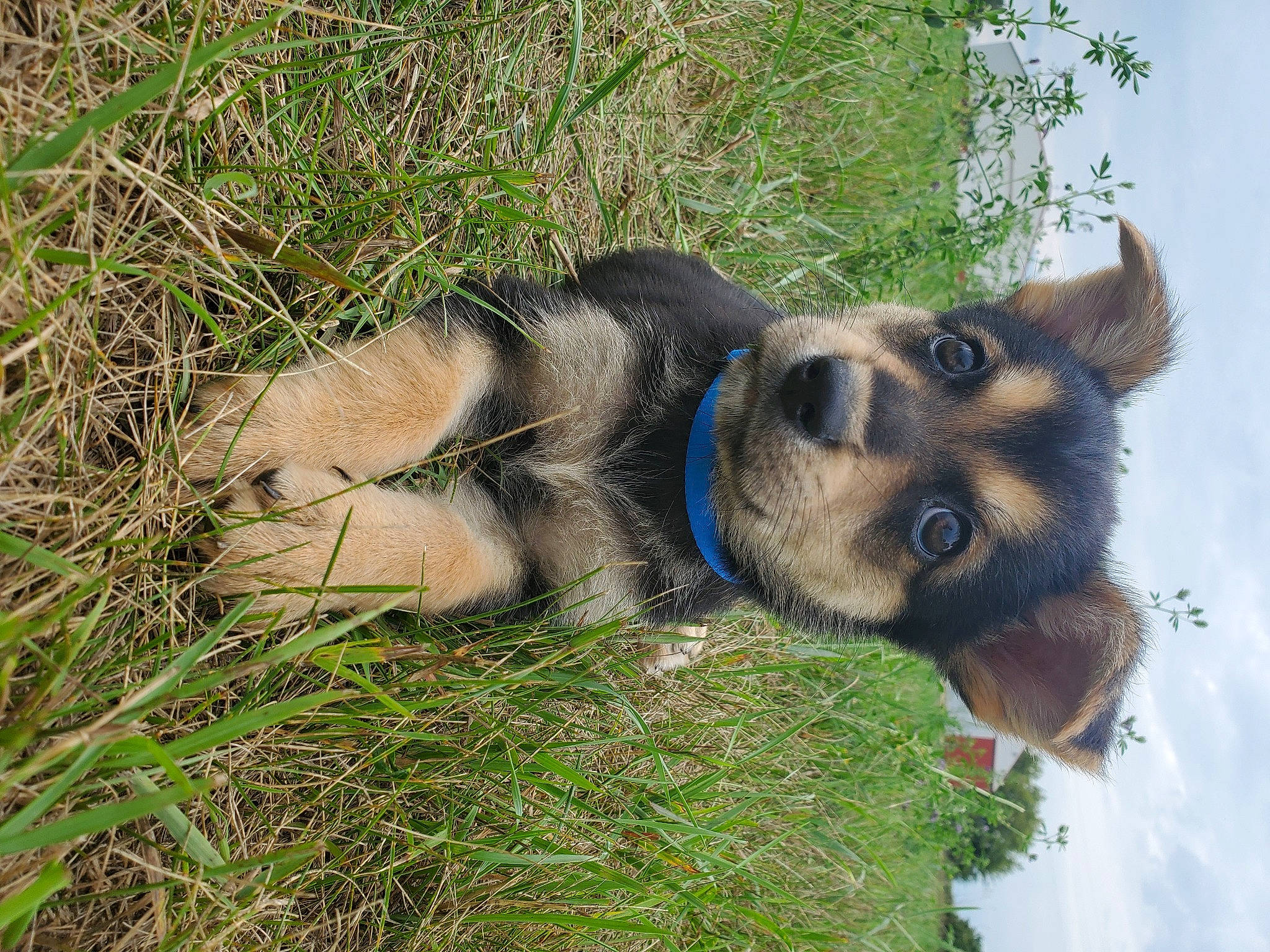 Bourbon joined the competition — help win amazing prizes! canidae, carnivore, cloud, companion_dog, dog, dog_breed, fawn, fur, german_shepherd_dog, grass, herding_dog, paw, plant, sky, snout, sporting_group, terrestrial_animal, tree, whiskers, working_animal